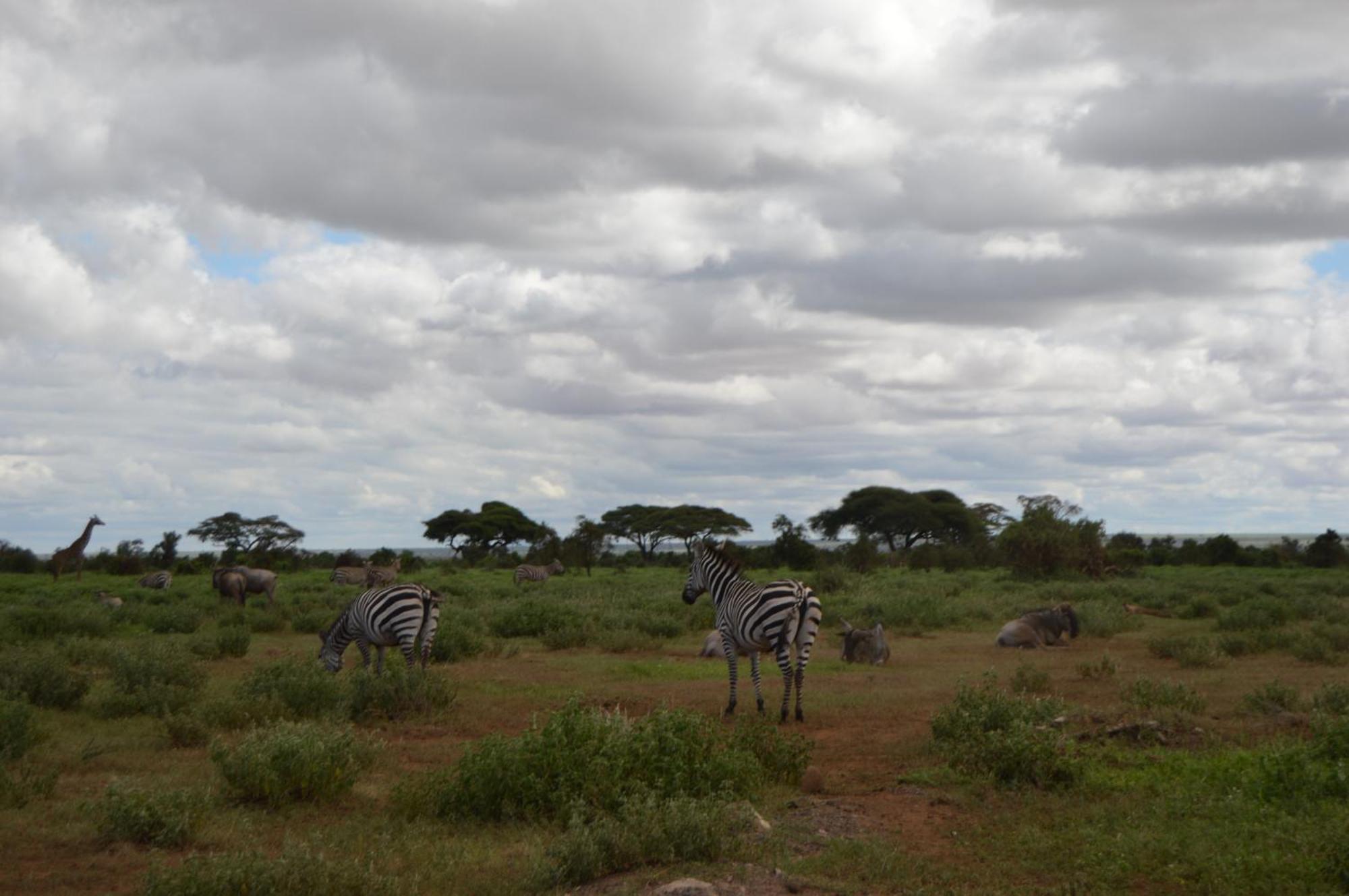 Wild Amboseli Ndovu Cottage. Екстер'єр фото